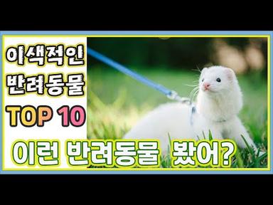 이색적인 반려동물 TOP10 / 귀엽고 신기한 동물10가지