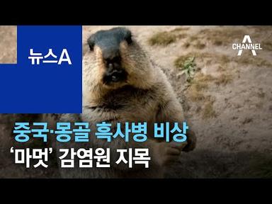 중국·몽골 흑사병 비상…야생동물 ‘마멋’ 감염원 지목 | 뉴스A