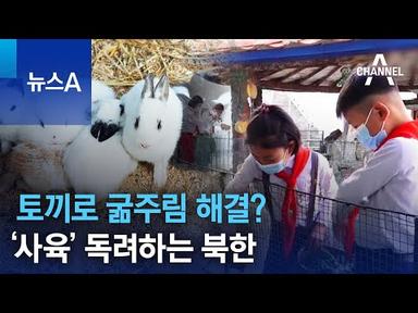 토끼로 굶주림 해결?…‘사육’ 독려하는 북한 | 뉴스A