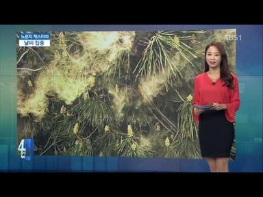 [날씨 집중] 참나무 꽃가루 이번 주말까지 절정
