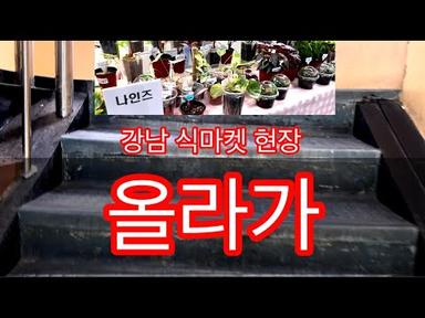 알식마켓  행사 (올댓마인드 신논현역) 베놈 노빌리티 세렌디피티 플럼배핑크