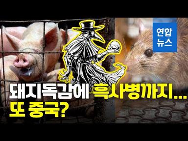 코로나에 돼지독감·흑사병까지…또 중국? / 연합뉴스 (Yonhapnews)