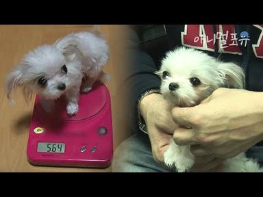 칫솔만 한 크기의 작은 강아지?! 단비가 작아도 너무 작은 이유..🥺 | KBS 생생정보통 101110 방송