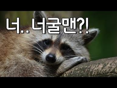 한국에서 기를 수 있는 유니크한 애완동물 TOP10