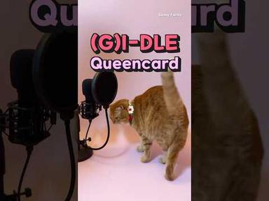 베니의 Queencard(퀸카) - (G)I-DLE (여자)아이들 cover by Benny the Cat #shorts