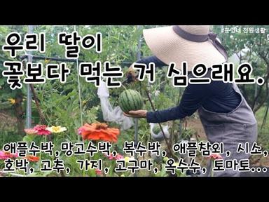 🏡딸이 꽃보다 먹는 거 심으래요.ㅣ시골일상 브이로그ㅣ시골 텃밭 수확ㅣ비오는 시골집 | 시골생활ㅣ전원생활 | korea country vlog