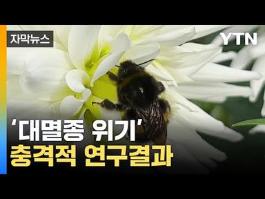 [자막뉴스] 속속 사라지는 벌들, 그런데...충격적 연구결과 / YTN