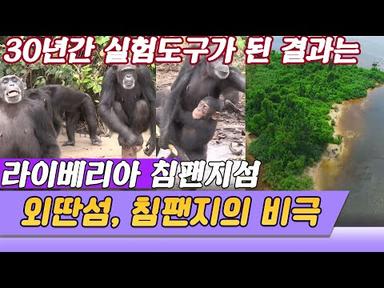 30년간의 비극, 라이베리아 침팬지섬 [세상실험] KBS 2016.02.06 방송