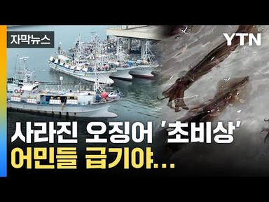 [자막뉴스] 치솟는 오징어 가격 &#39;초비상&#39;, 어민들 급기야… / YTN