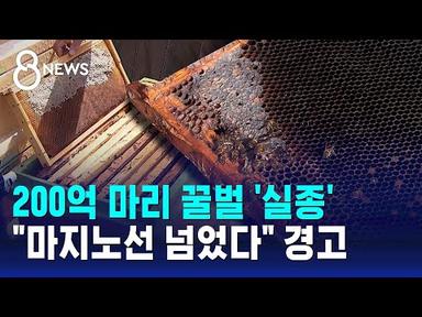 200억 마리 꿀벌 실종…&quot;마지노선 넘었다&quot; 경고 / SBS 8뉴스