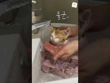 아깽이 살살 녹이는 목욕 맛집 (이 언니 손길 치명적이야..) #새끼고양이 #고양이호수 #고양이