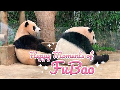 푸바오의 행복한 순간 | Happy Moments of FuBao (With Mom) 🐼🐼