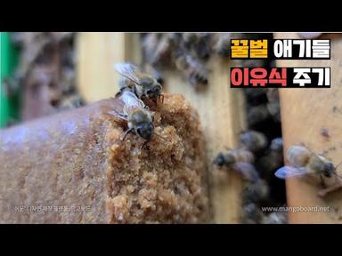 꿀벌의 아기들을 위한 이유식을 줘보자! (sub)