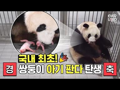 [최초공개] 쌍둥이 아기 판다 탄생 순간!! | 에버랜드 판다 아이바오 출산 현장