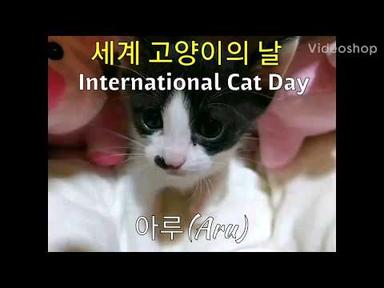 길냥이도 이렇게 이쁘답니다♡  [세계 고양이의 날 기념 사진 대방출!]_Happy International Cat Day😻