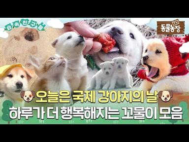 [#습속친구들] 🐶세상에 모든 강아지들아 행복해야 한다!! 보면 더 행복해지는 꼬물이 대가족 모음💖 #TV동물농장 #AnimalFarm #SBSstory