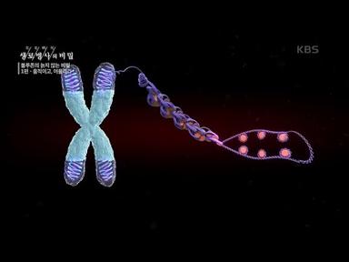 노화의 척도를 알 수 있는 세포, 텔로미어 [생로병사의 비밀] | KBS 210106 방송