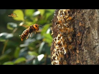 [60FPS HQ 다큐] 장수말벌의 침입을 막는 꿀벌의 처절한 사투