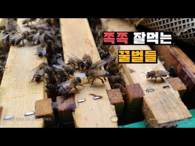 꿀벌에게 설탕물을 개퍼먹여야 하는 이유