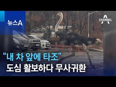 “내 차 앞에 타조”…도심 활보하다 무사귀환 | 뉴스A