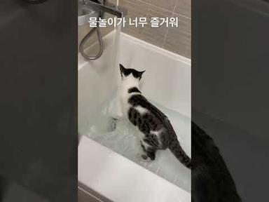 물놀이를 즐기는 고양이 #고양이 #물놀이 #수영 #cat #고양이의날