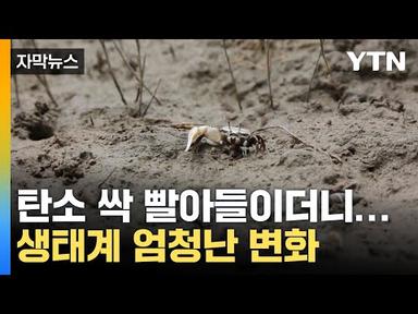 [자막뉴스] 세계가 주목...한국 갯벌의 놀라운 힘 / YTN