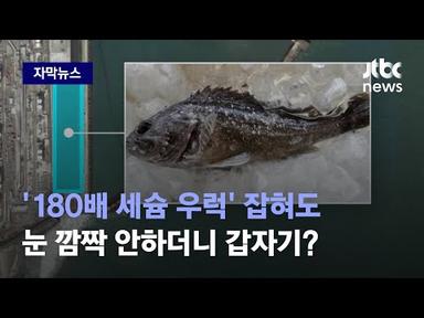 [자막뉴스] &#39;180배 세슘 우럭&#39; 눈 깜짝 안하더니…오염수 방류 앞두고 갑자기? / JTBC News